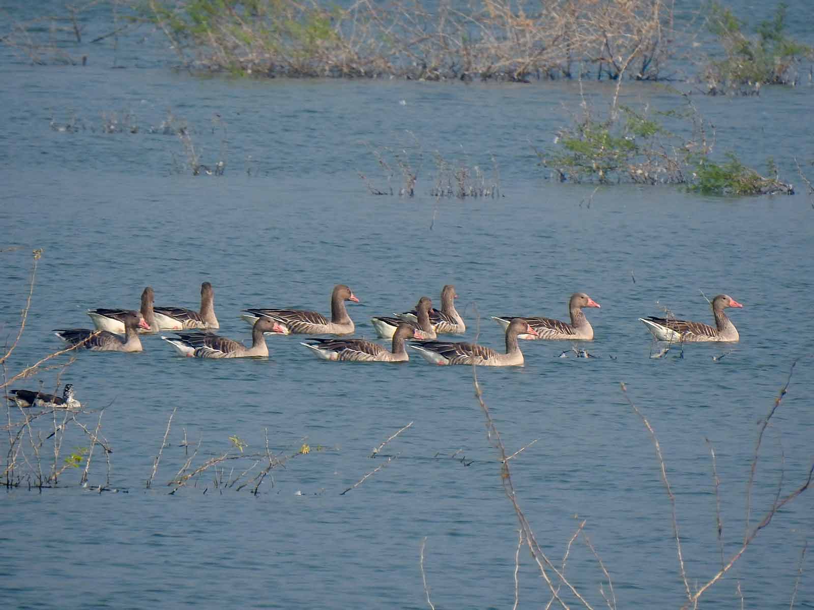 Thol Lake Bird Sanctuary